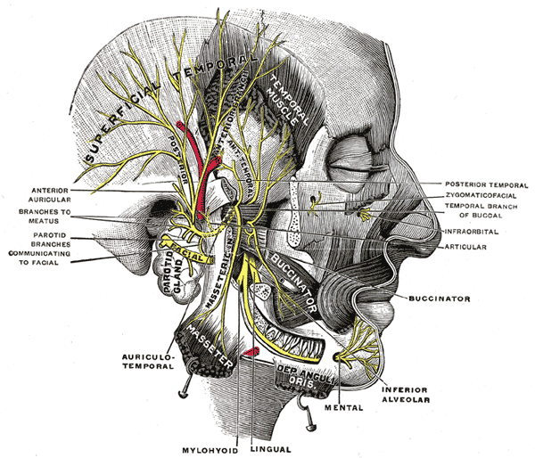 Branches of the facial nerve